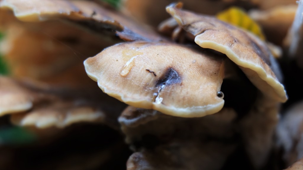 WPC: H2O –&nbsp;Droplets